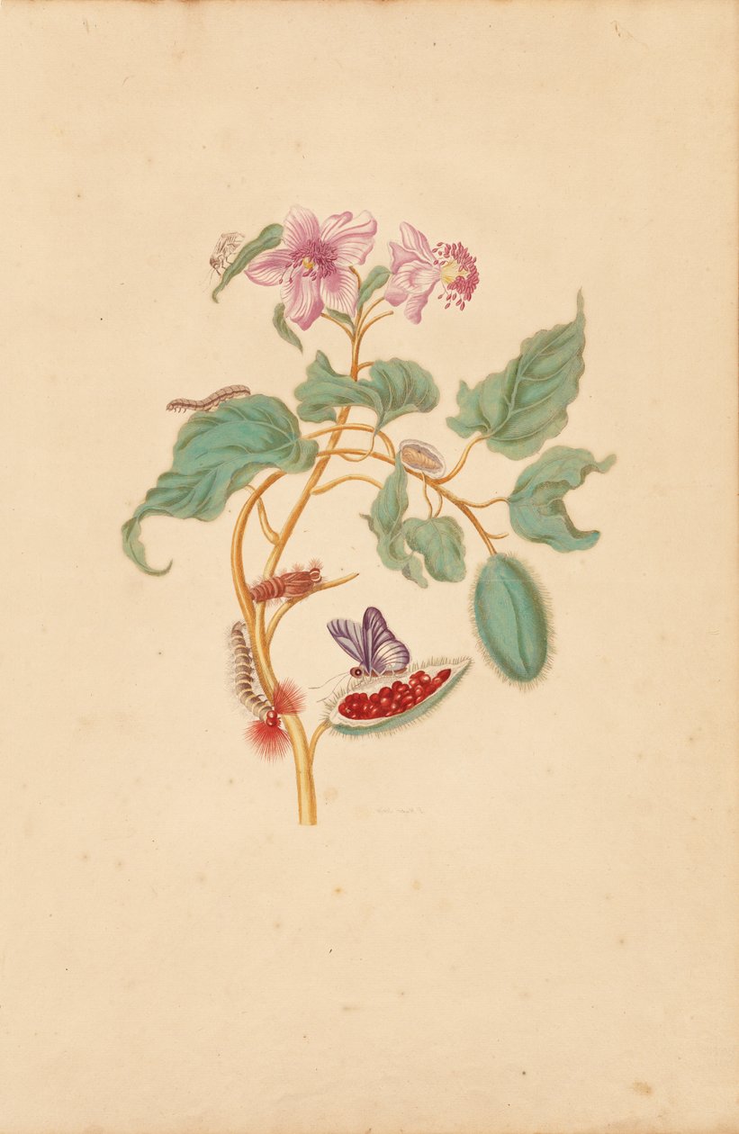 Strom Rocu s housenkami, můrami a motýly od Maria Sibylla Merian