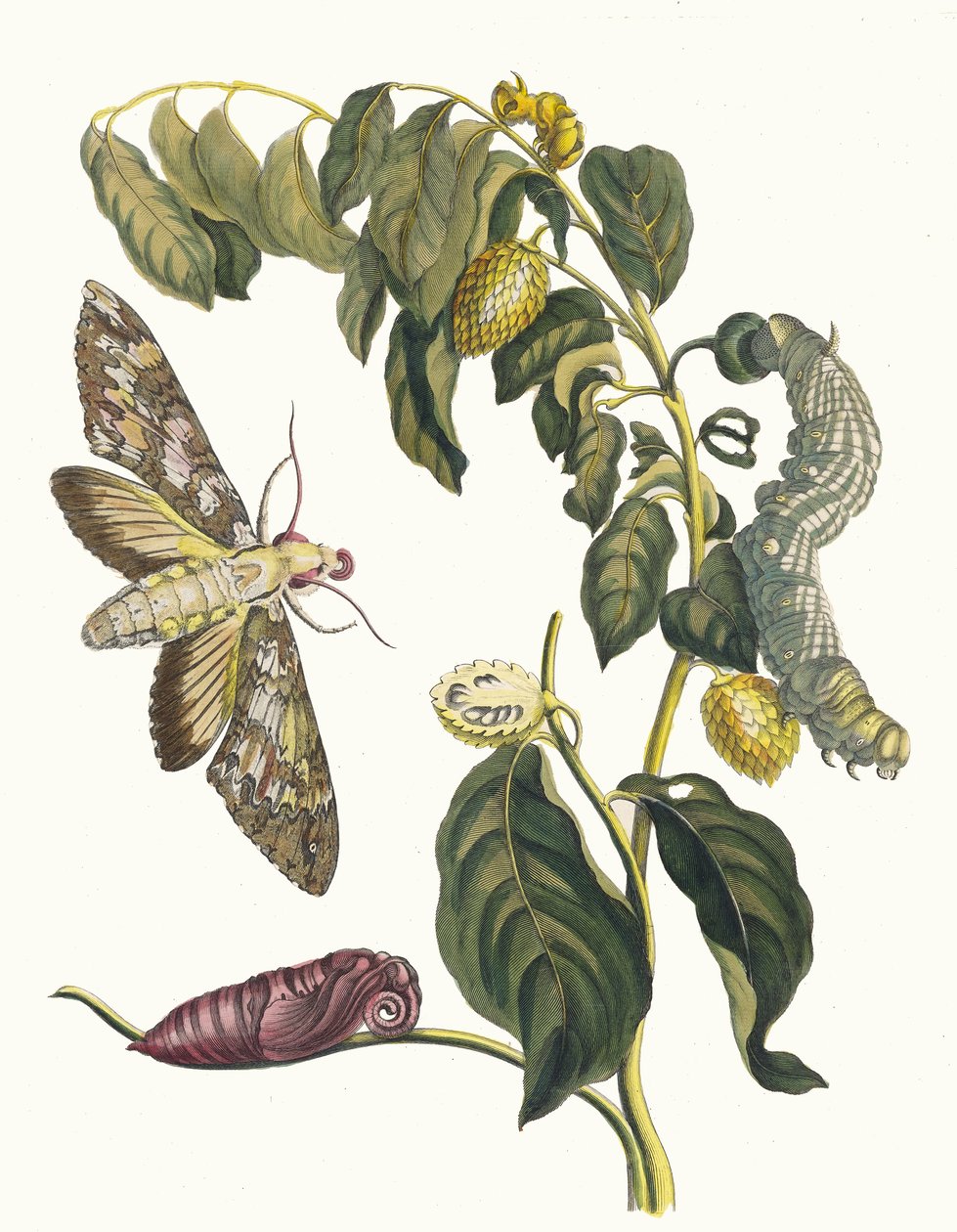 Zursak. Z knihy Metamorphosis insectorum Surinamensium, 1705. od Maria Sibylla Merian