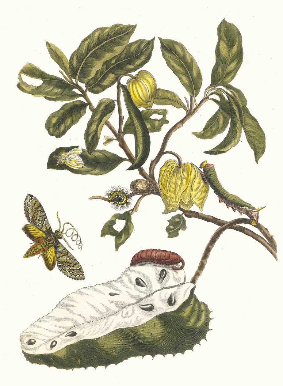 Zuursak. Z knihy Metamorphosis insectorum Surinamensium, 1705. od Maria Sibylla Merian
