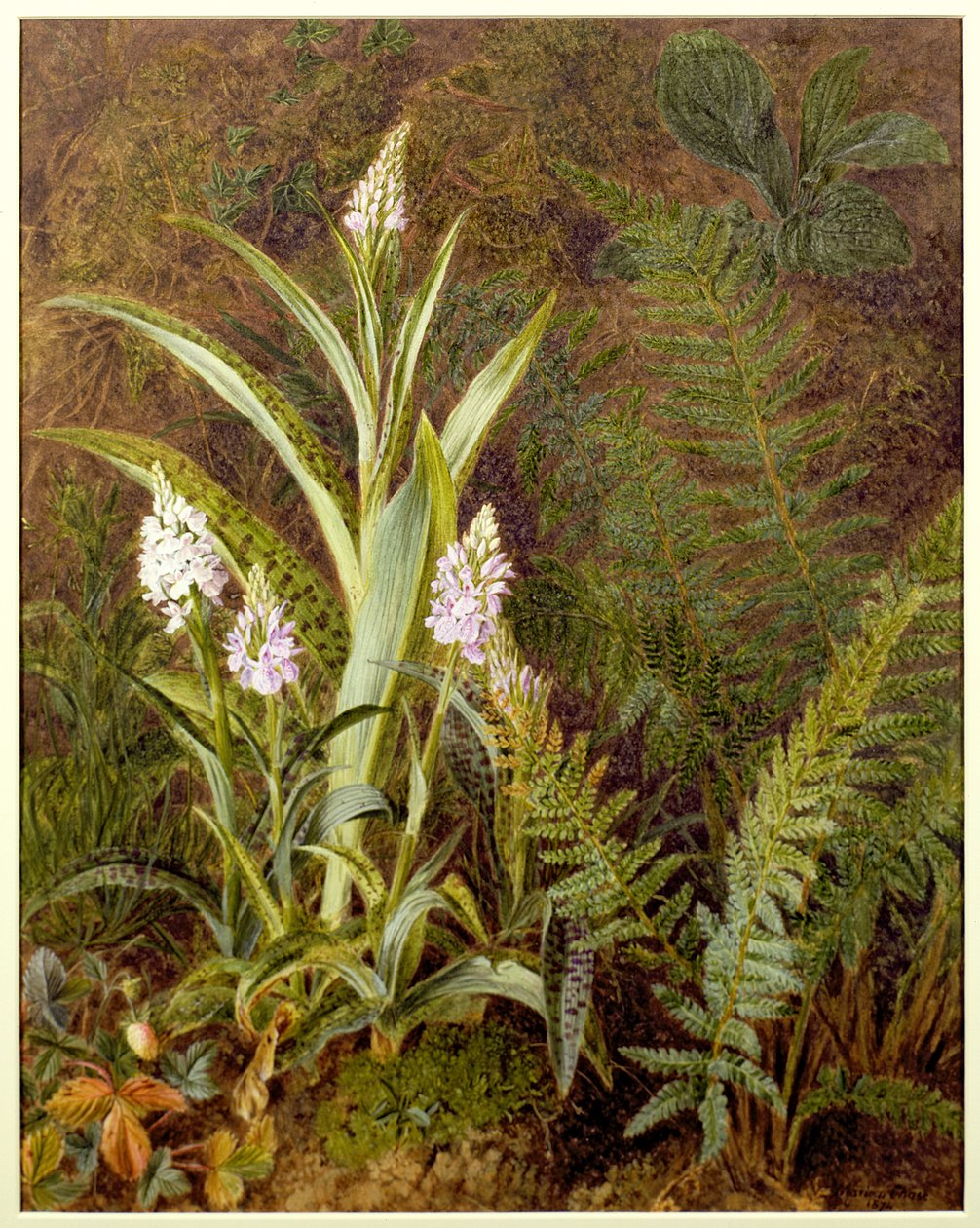 Divoké orchideje od Marian Emma Chase
