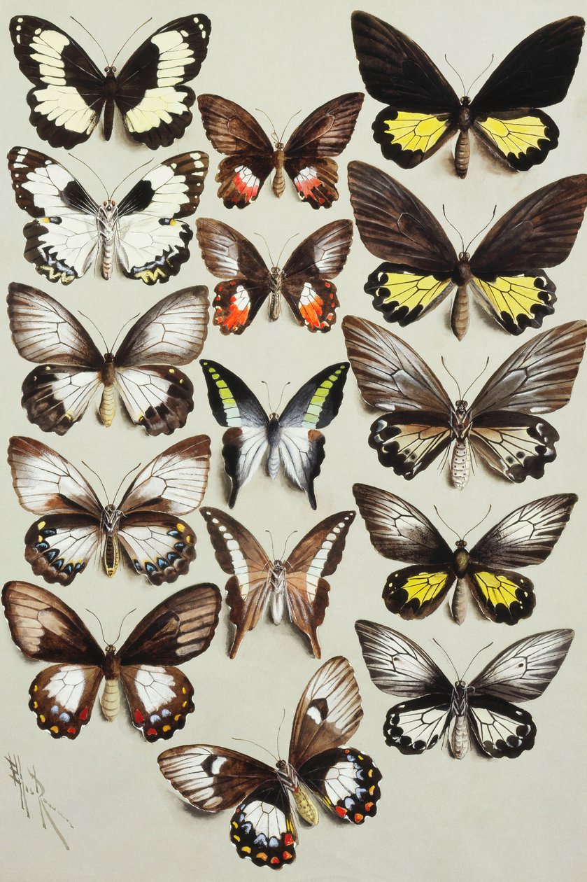 Patnáct otakárkovití (čeleď Papilionidae) ve třech sloupcích od Marian Ellis Rowan