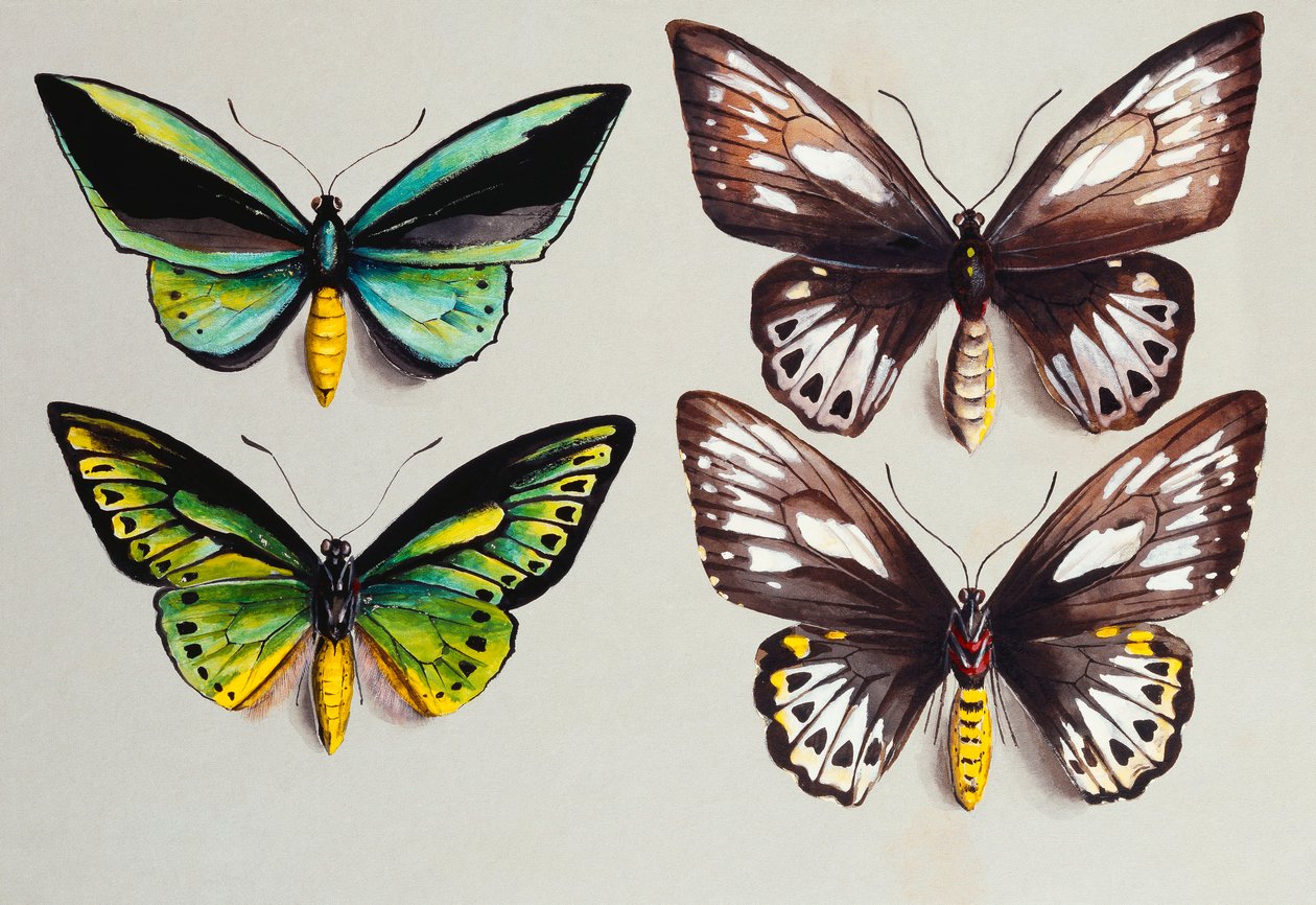Čtyři motýli Birdwing od Marian Ellis Rowan