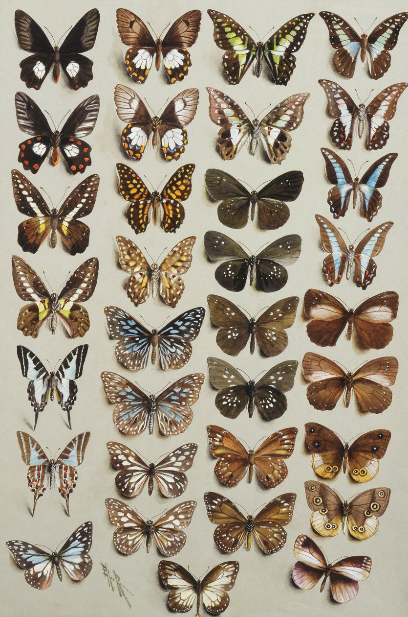 Třicet tři motýlů, ve čtyřech sloupcích, patřících do čeledí Papilionidae a Danainae, od Marian Ellis Rowan