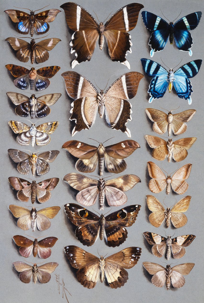 Dvacet čtyři můr, ve třech sloupcích, většinou patřících do čeledi Noctuidae od Marian Ellis Rowan