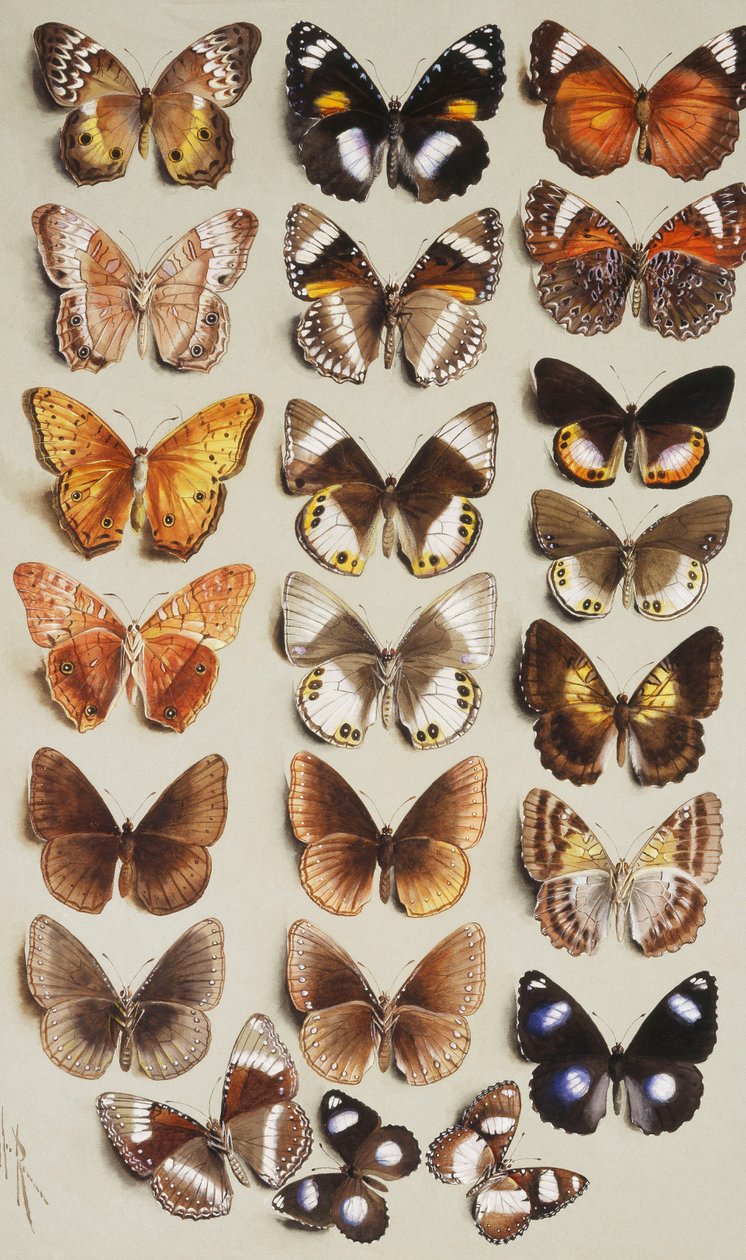 Dvacet dva motýlů ve třech sloupcích, všichni patřící do čeledi Nymphalidae, od Marian Ellis Rowan