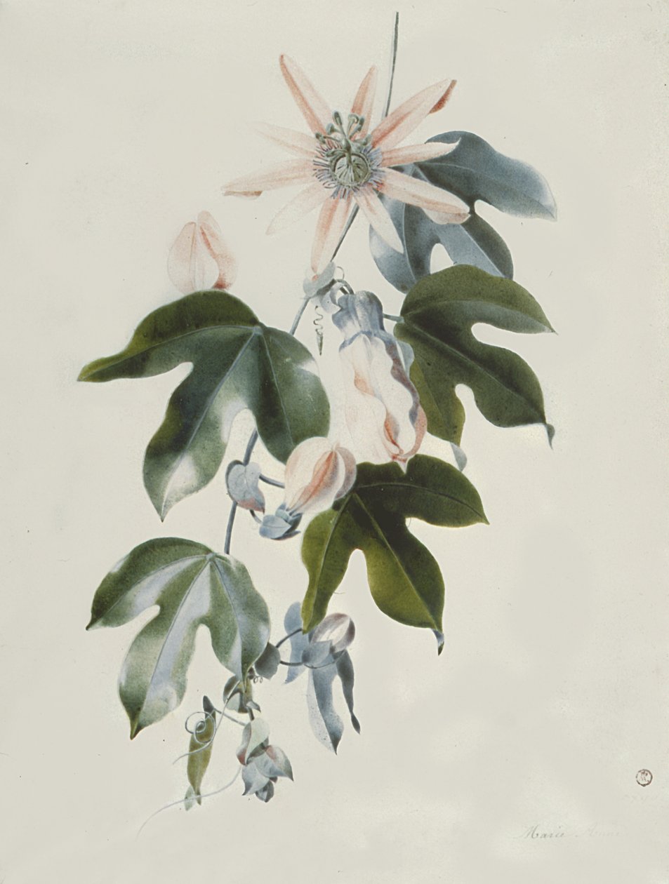 Clematis od Marie Anne