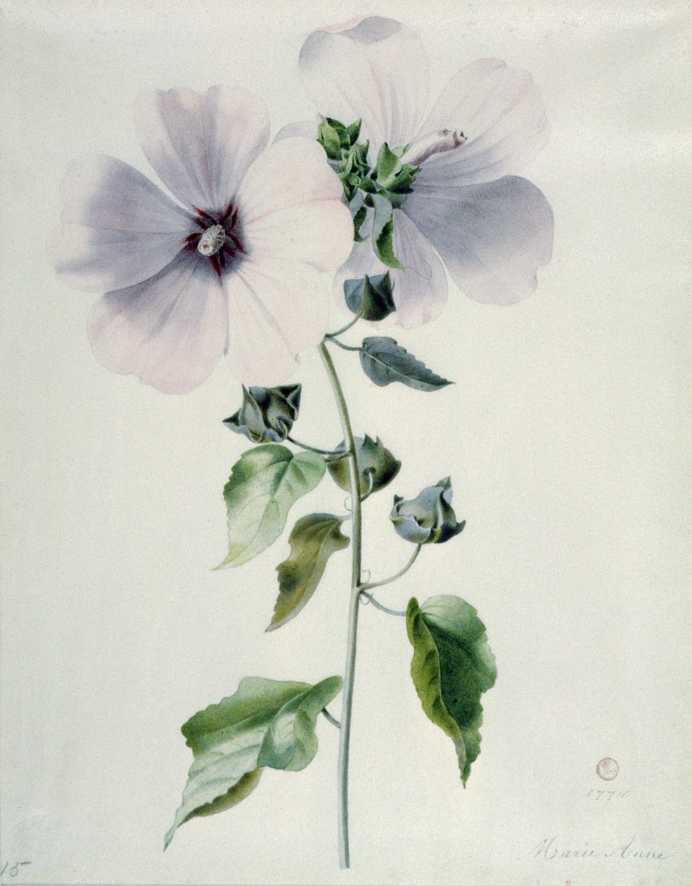 Sléz pižmový, 18. století od Marie Anne