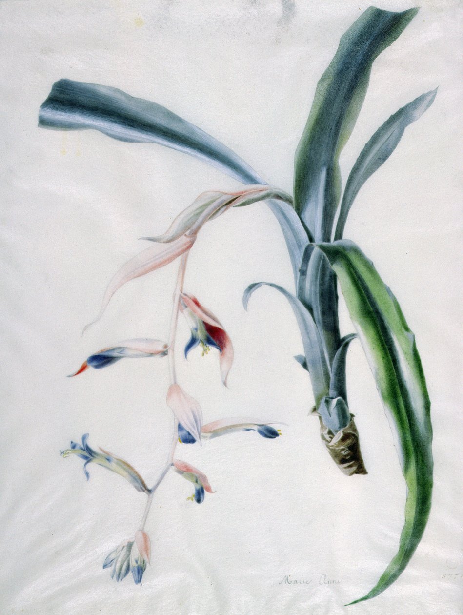 Orchidej, 18. století od Marie Anne