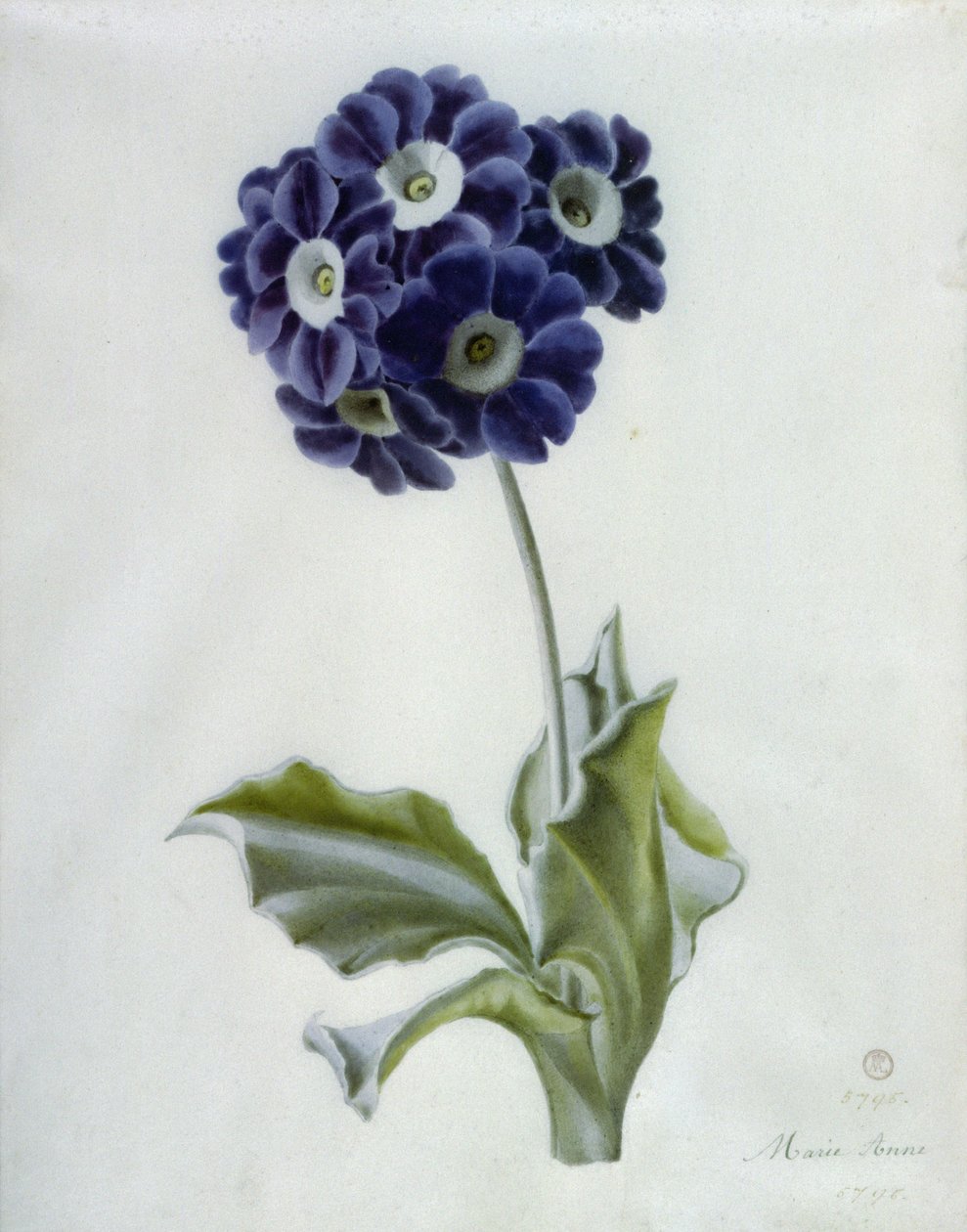 Prvosenka od Marie Anne