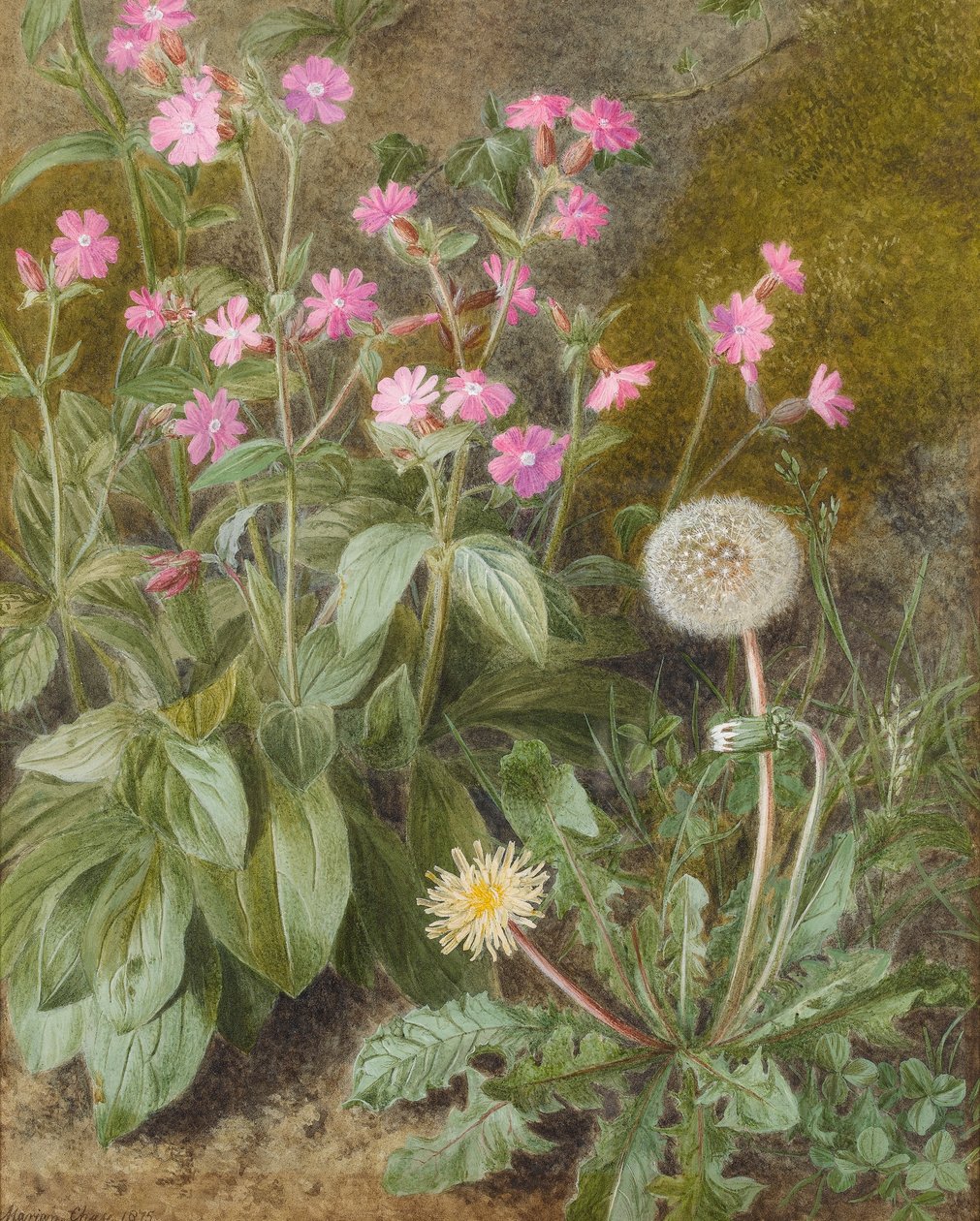 Rose Campions a Dandelion, 1875 (wc na papíře) od Marion Chase