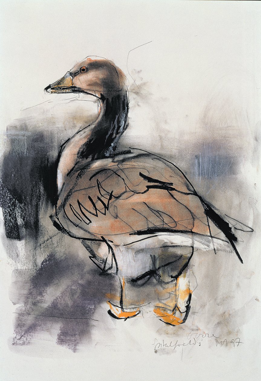 Spitalfields Goose, 1997 (grafit a konte na papíře) od Mark Adlington