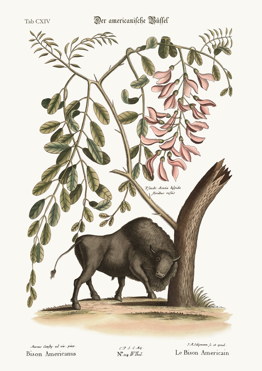 Americký bizon, 1749-73 od Mark Catesby