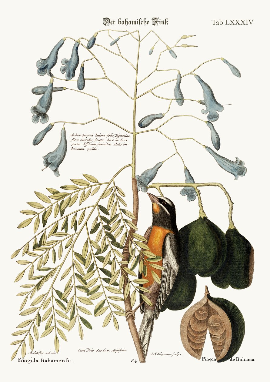 Bahama Finch, 1749-73 od Mark Catesby
