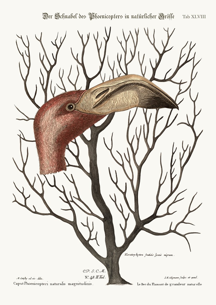 The Bill of the Flamingo v jeho plných dimenzích, 1749-73 od Mark Catesby