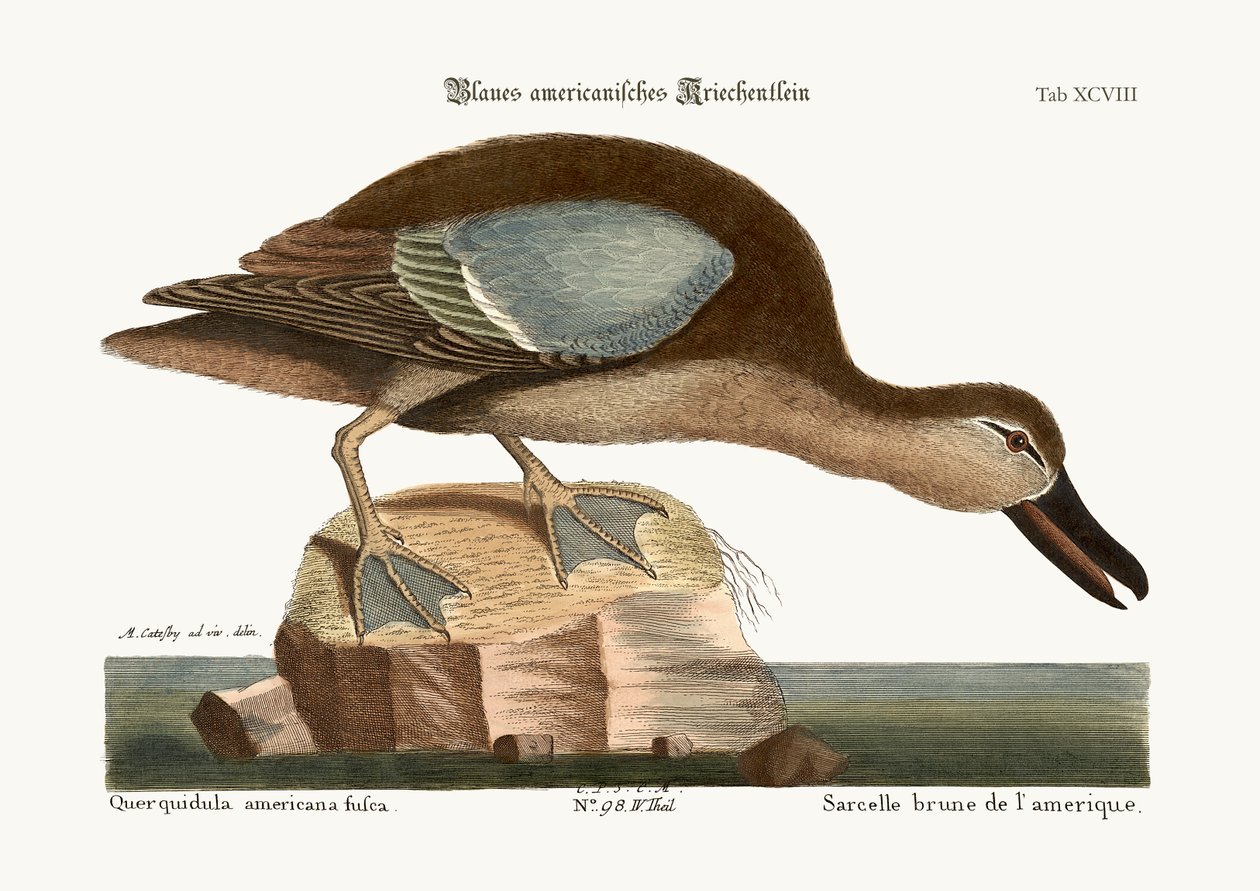 Modrokřídlovka, 1749-73 od Mark Catesby