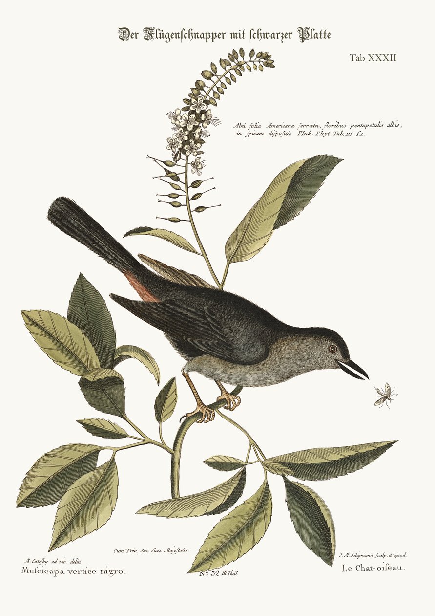 The Cat-Bird, 1749-73 od Mark Catesby