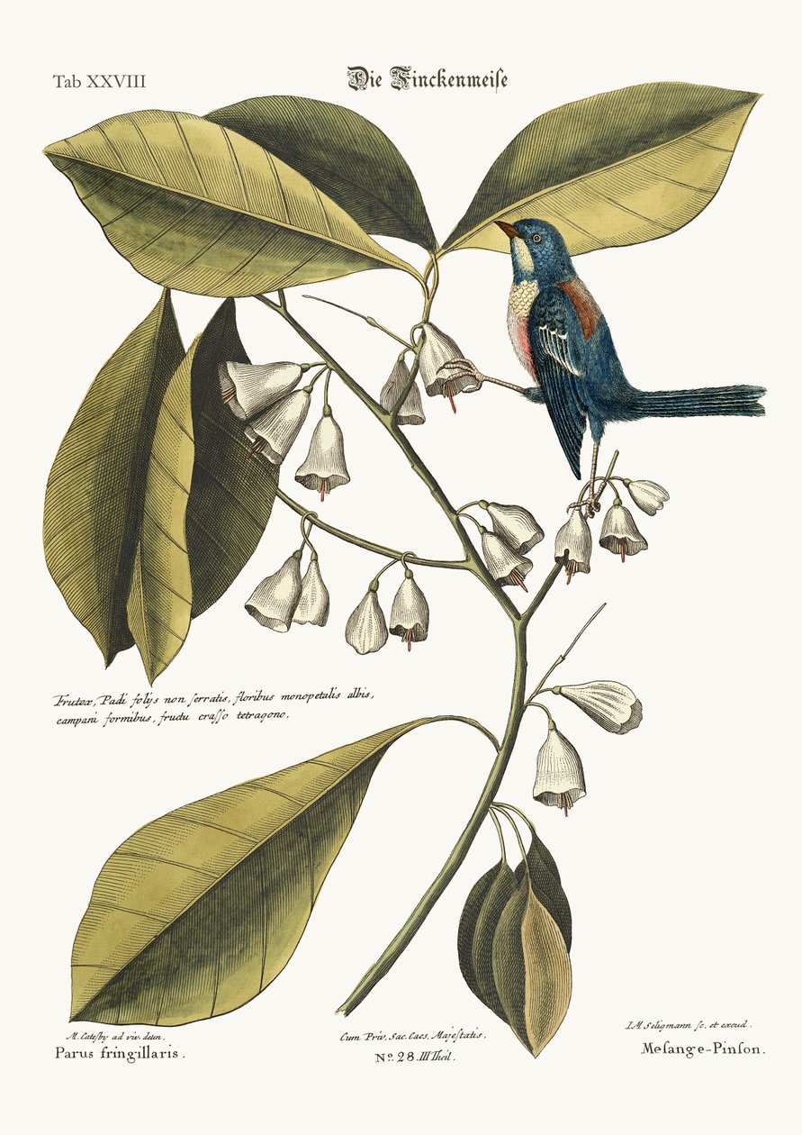 Pěnkava, 1749-73 od Mark Catesby