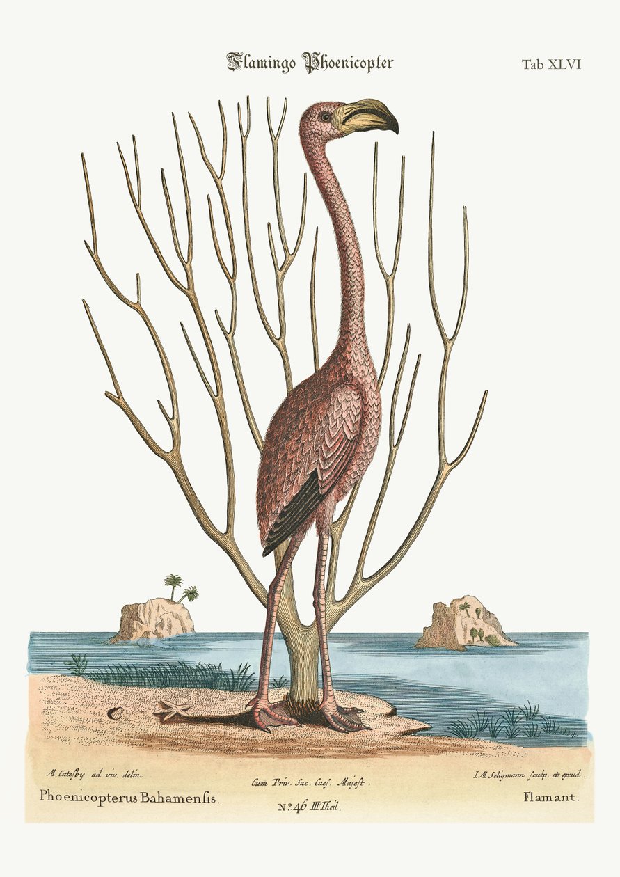 Plameňák, 1749-73 od Mark Catesby