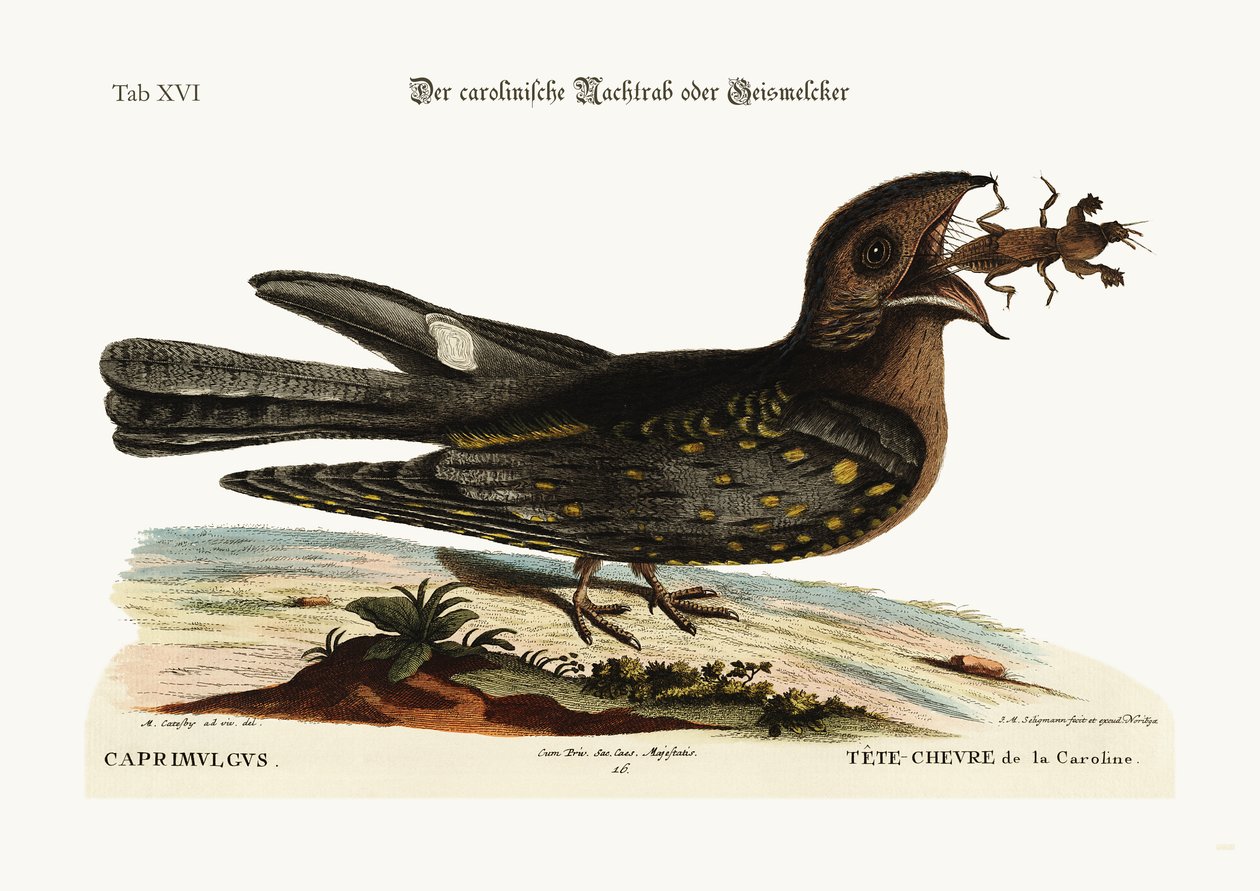 Kozí přísavec z Karolíny, 1749-73 od Mark Catesby