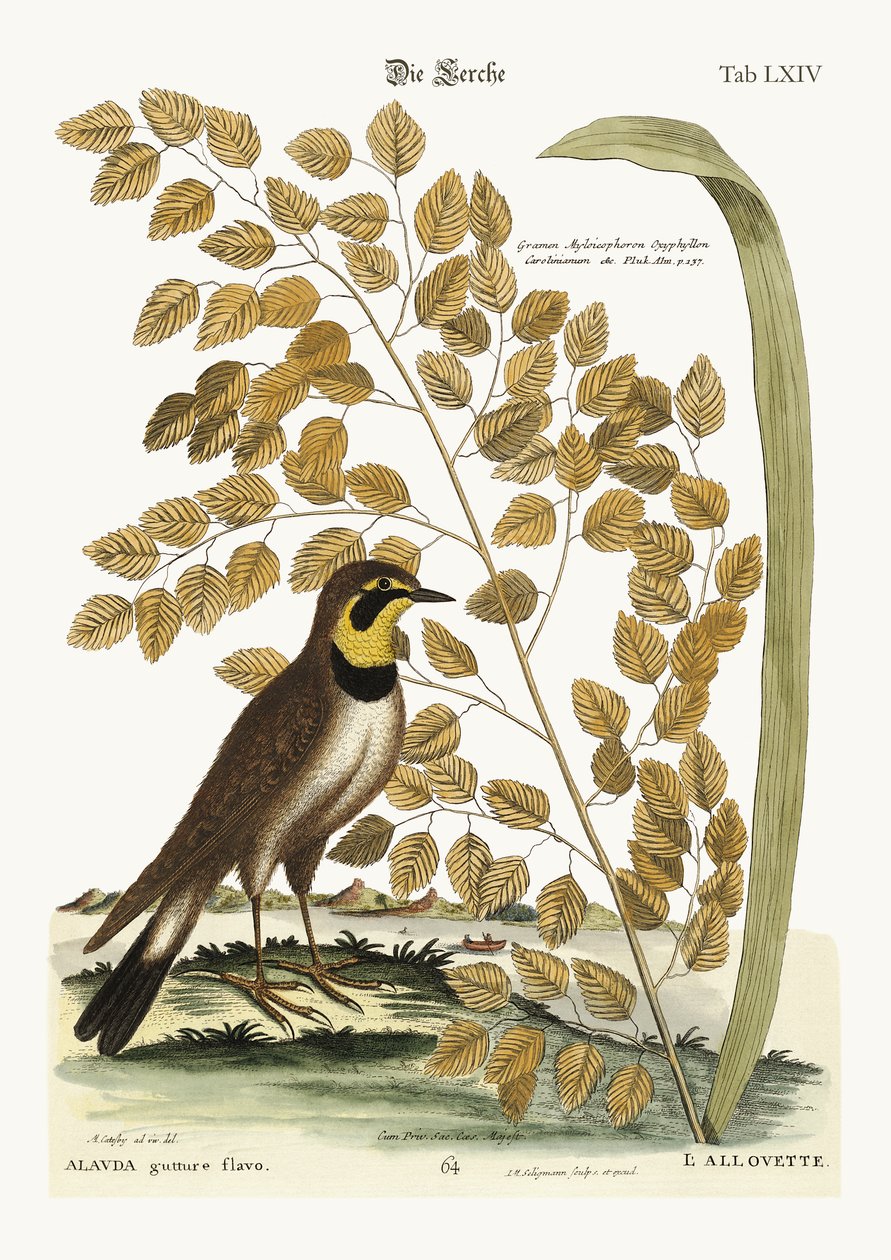 Skřivánek, 1749-73 od Mark Catesby