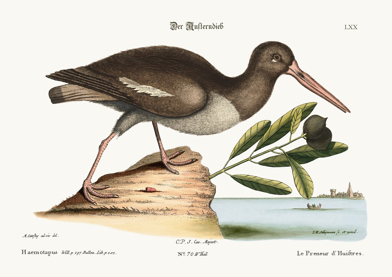 Lovec ústřic, 1749-73 od Mark Catesby