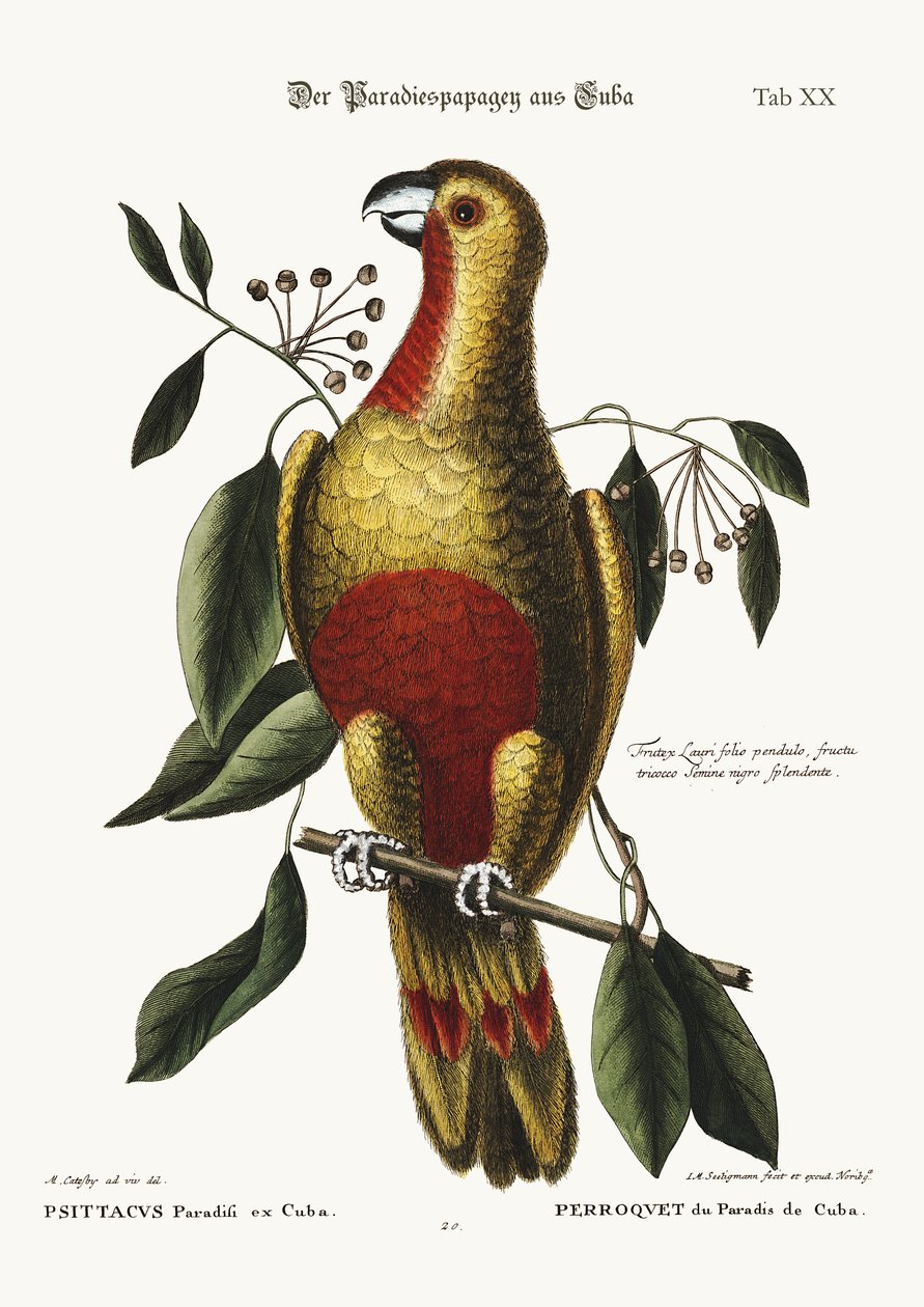 Papoušek ráje Kuby, 1749-73 od Mark Catesby
