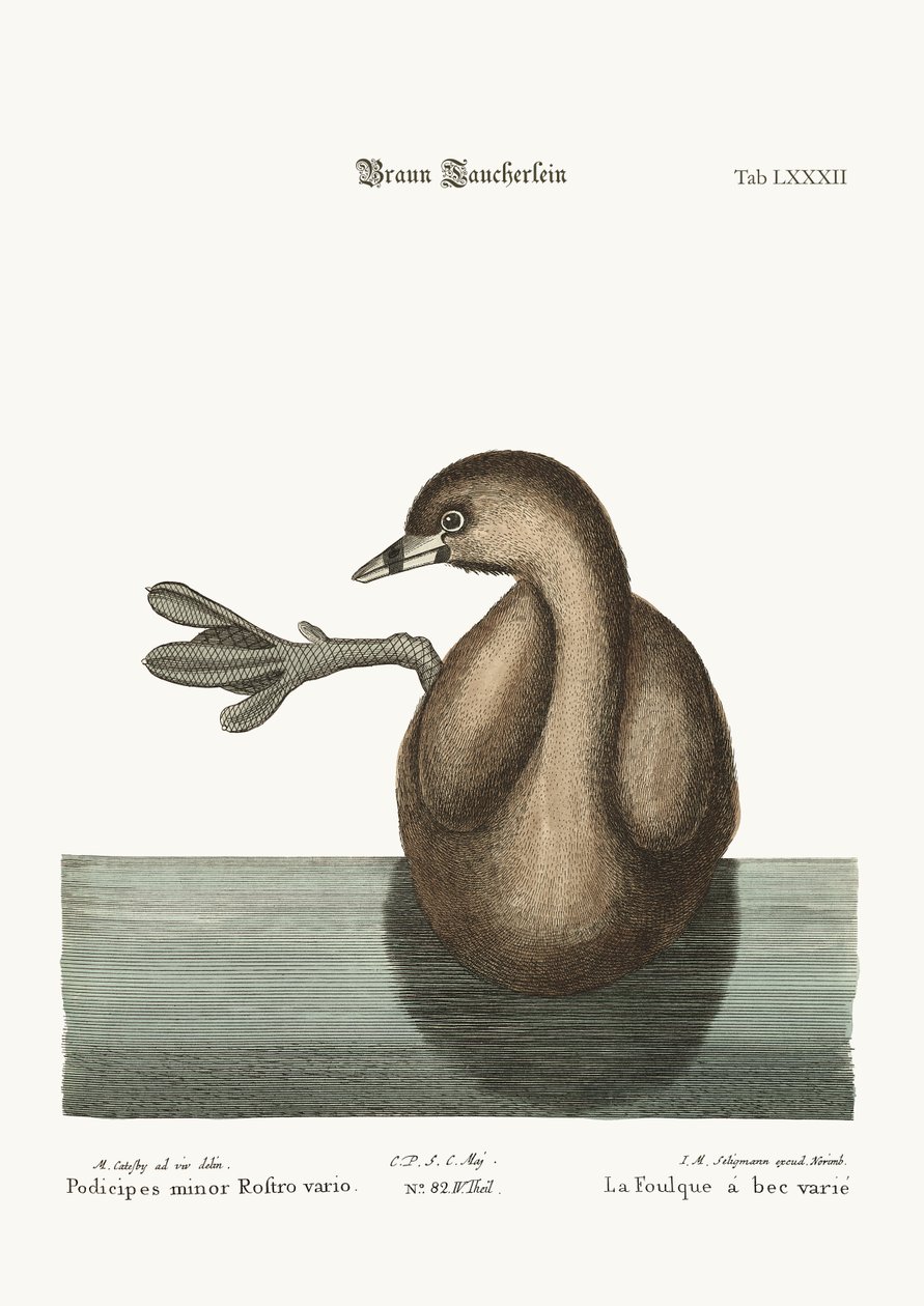 Pied-Bill Dobchick, 1749-73 od Mark Catesby