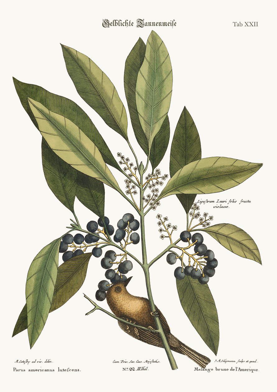 The Pine-creeper, 1749-73 od Mark Catesby