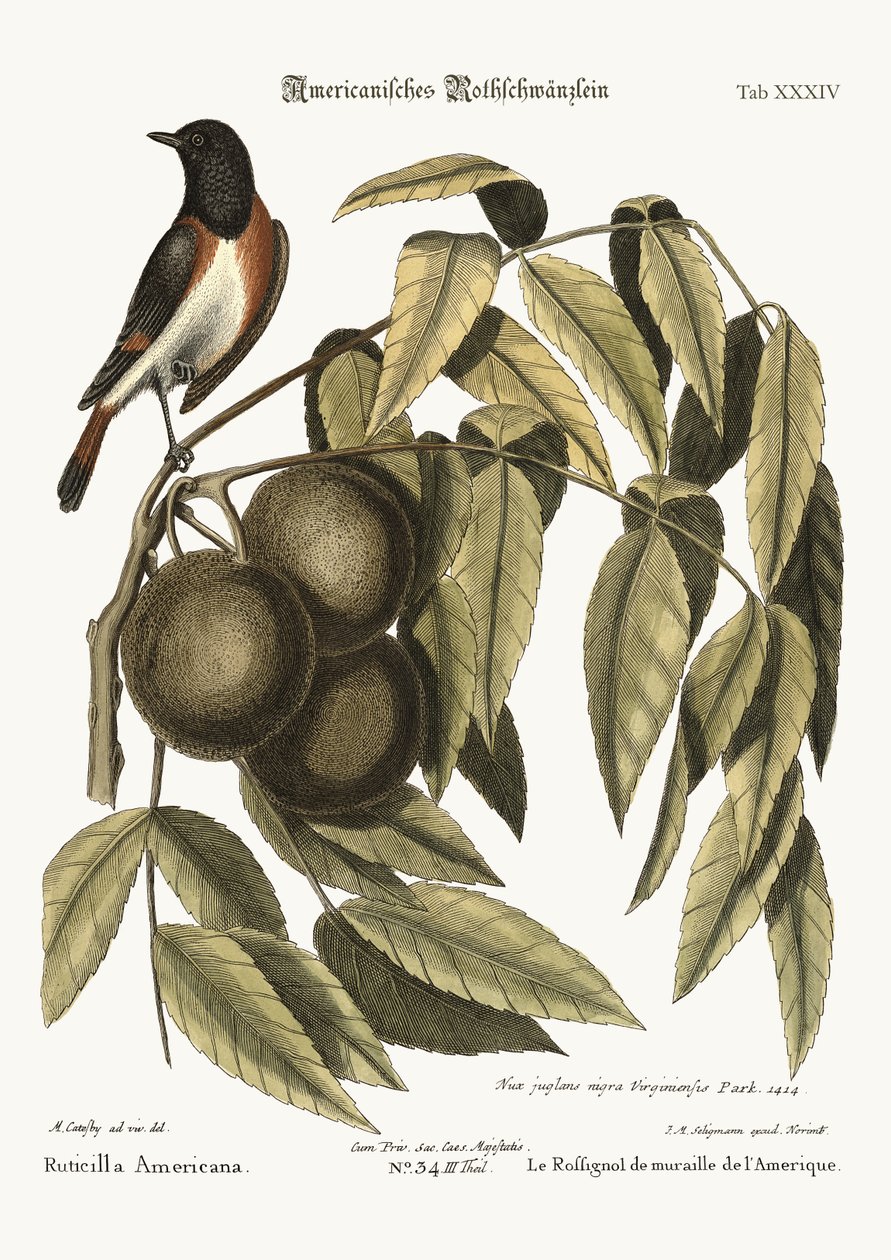 The Redstart, 1749-73 od Mark Catesby