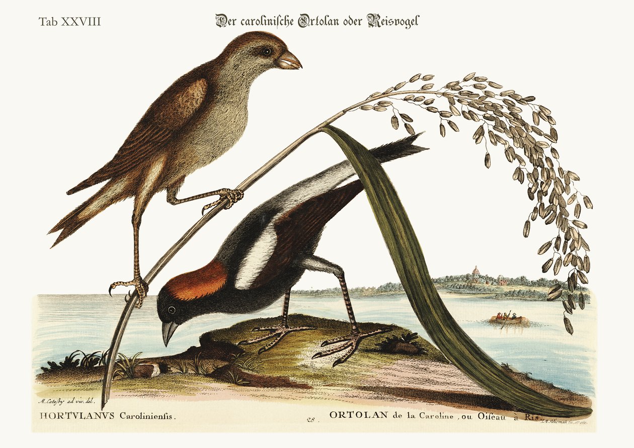 Rice-Bird, 1749-73 od Mark Catesby