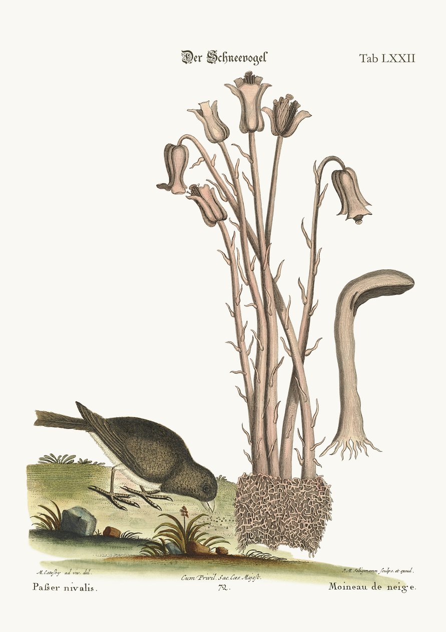 Sněžný pták, 1749-73 od Mark Catesby