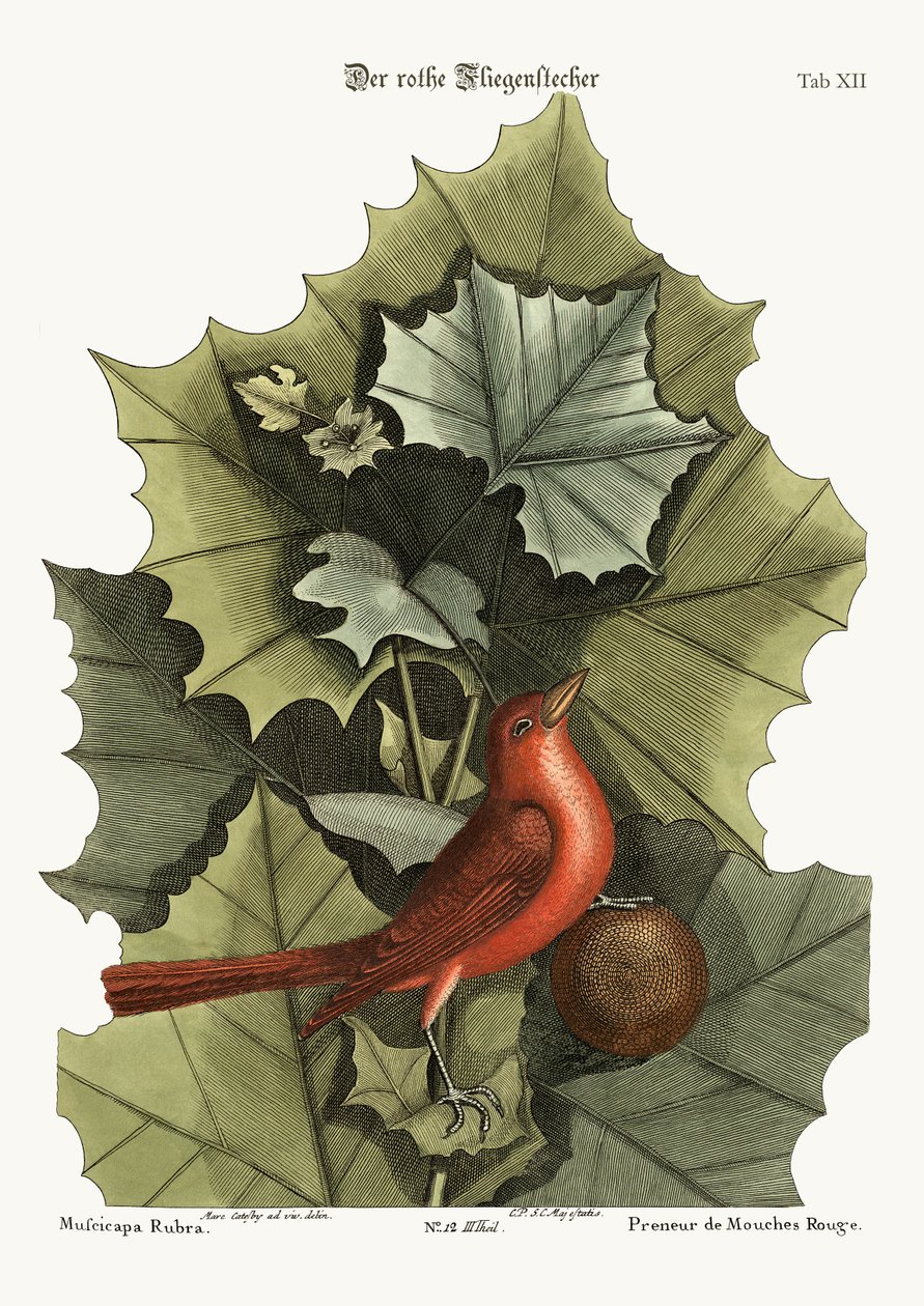 The Summer Red-Bird, 1749-73 od Mark Catesby