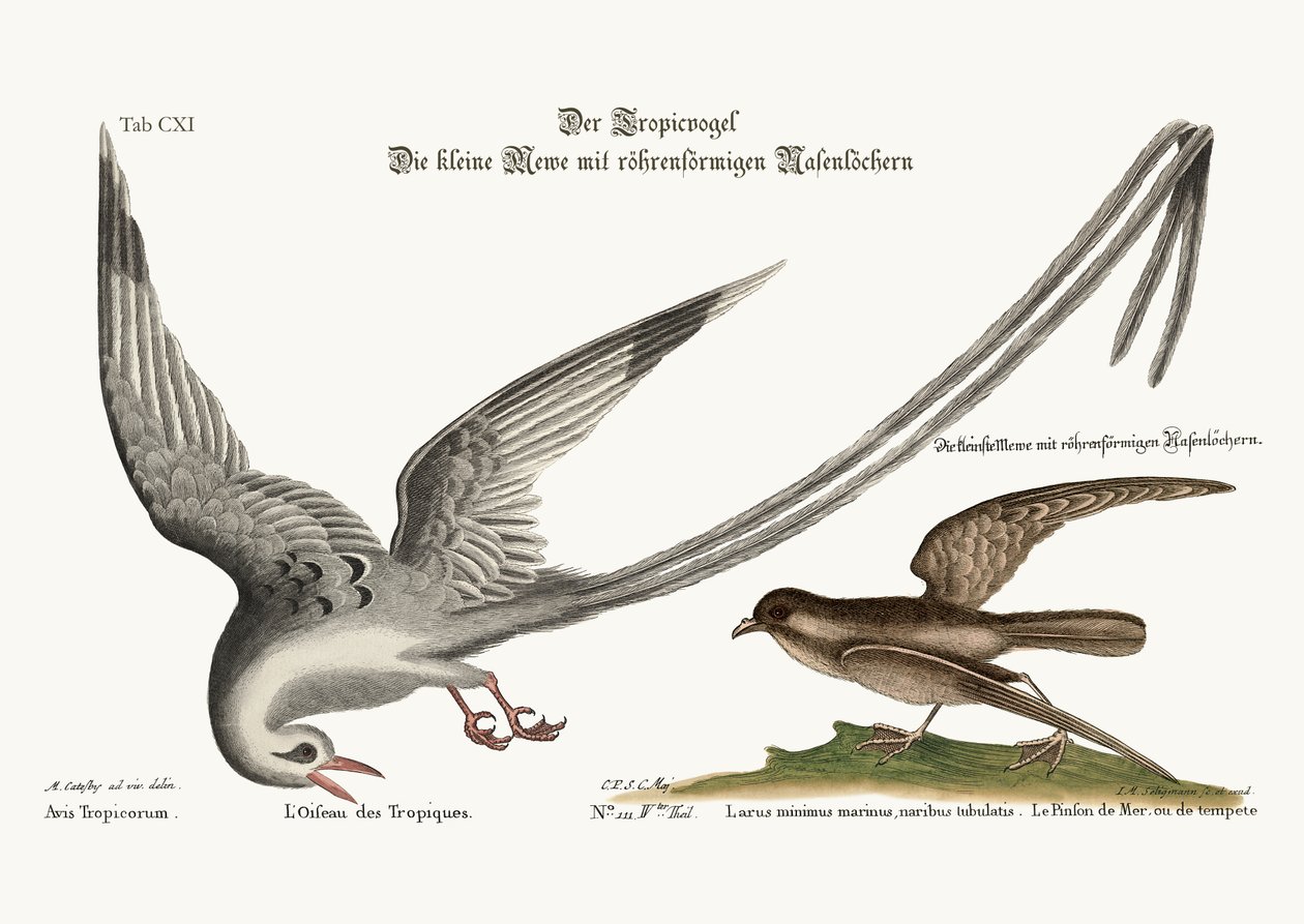 Tropick Bird. Bouře-Finck nebo Pittrel, 1749-73 od Mark Catesby