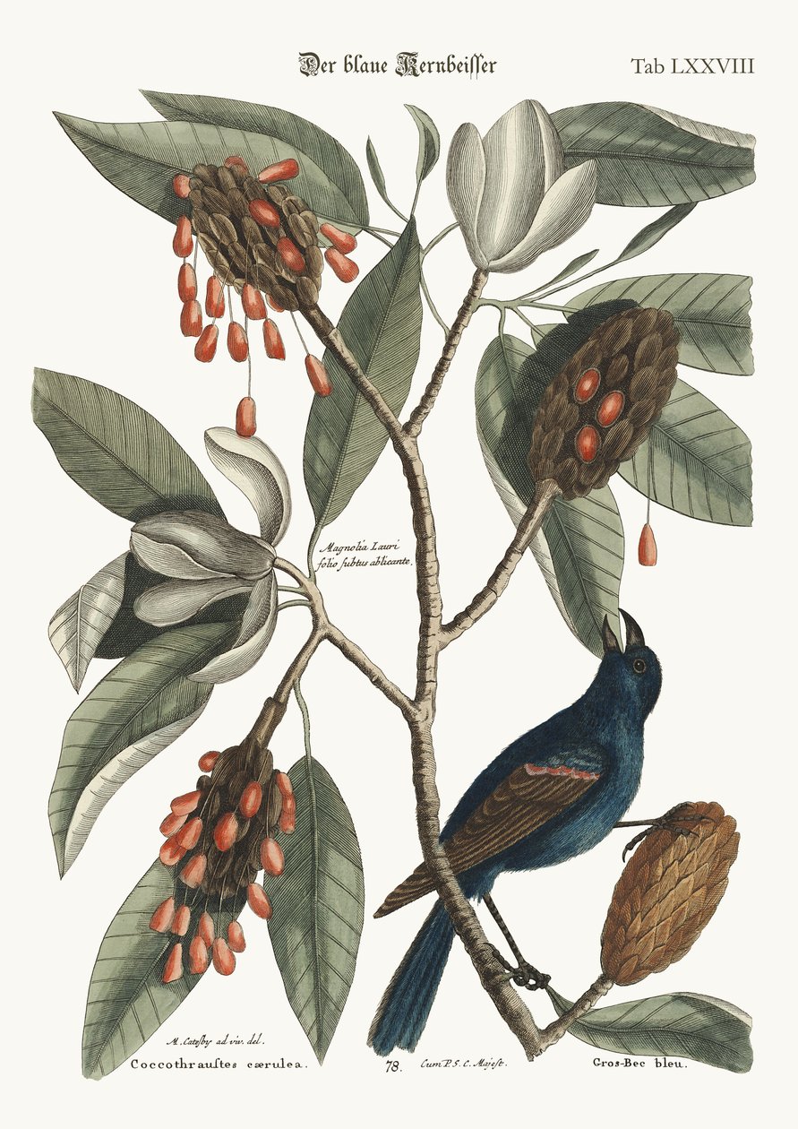 Modrý zobák Grossův, 1749-73 od Mark Catesby