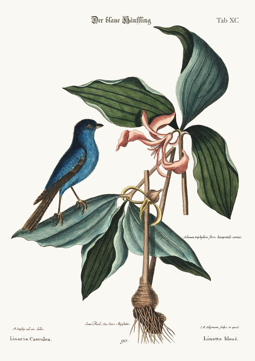 The blue Linnet, 1749-73 od Mark Catesby