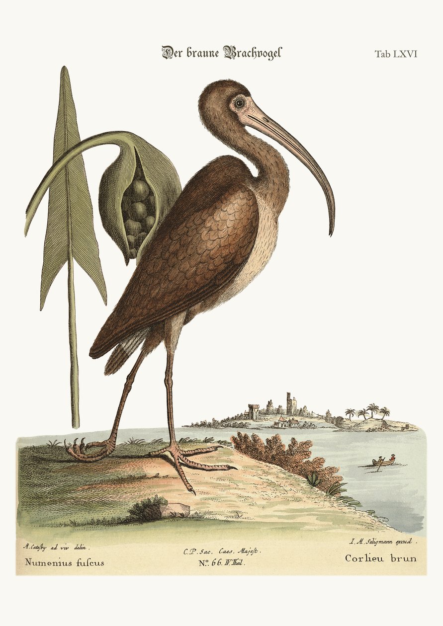 Hnědý Curlew, 1749-73 od Mark Catesby
