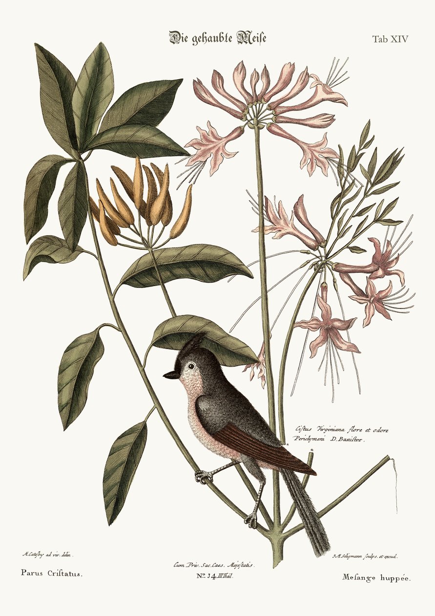 Sýkora chocholatá, 1749-73 od Mark Catesby