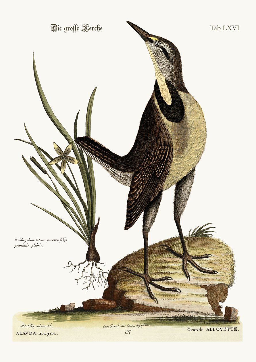 Velký skřivan, 1749-73 od Mark Catesby