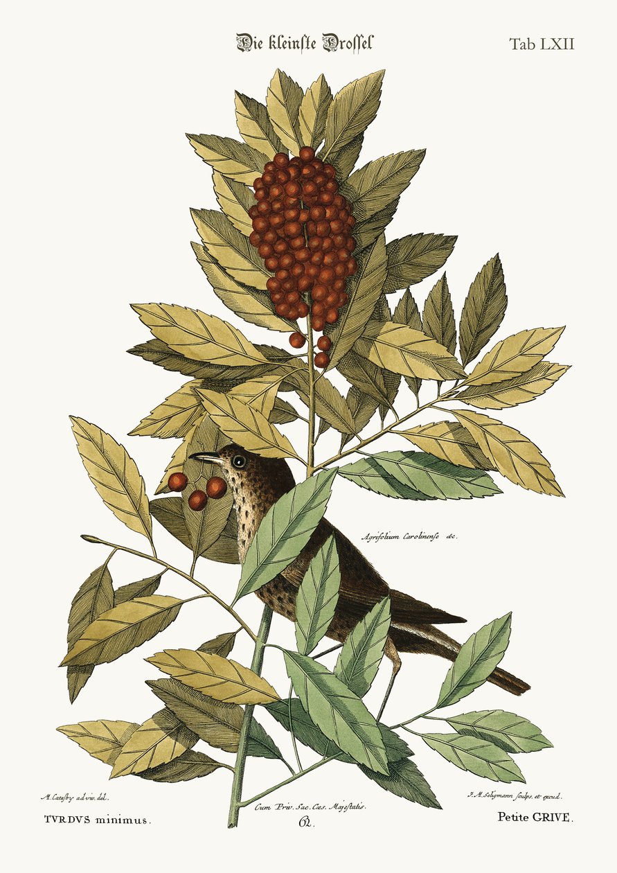Malý drozd, 1749-73 od Mark Catesby