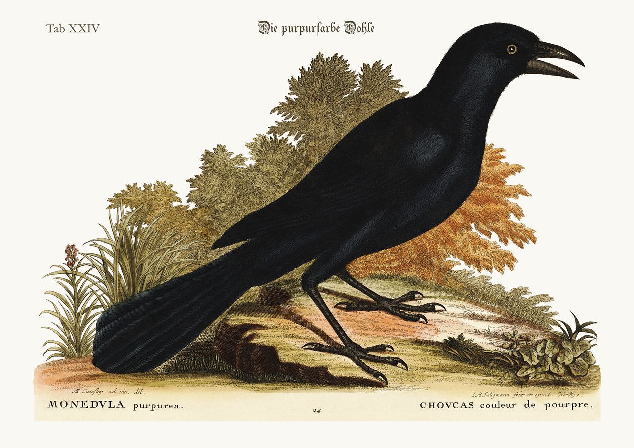 Purpurový Jack-Daw, 1749-73 od Mark Catesby