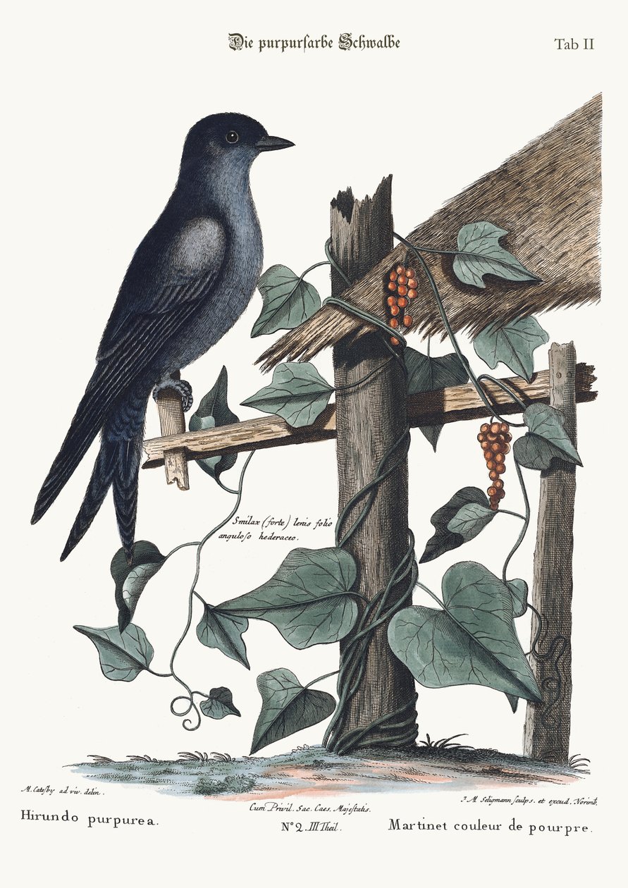 Purpurový Martin, 1749-73 od Mark Catesby