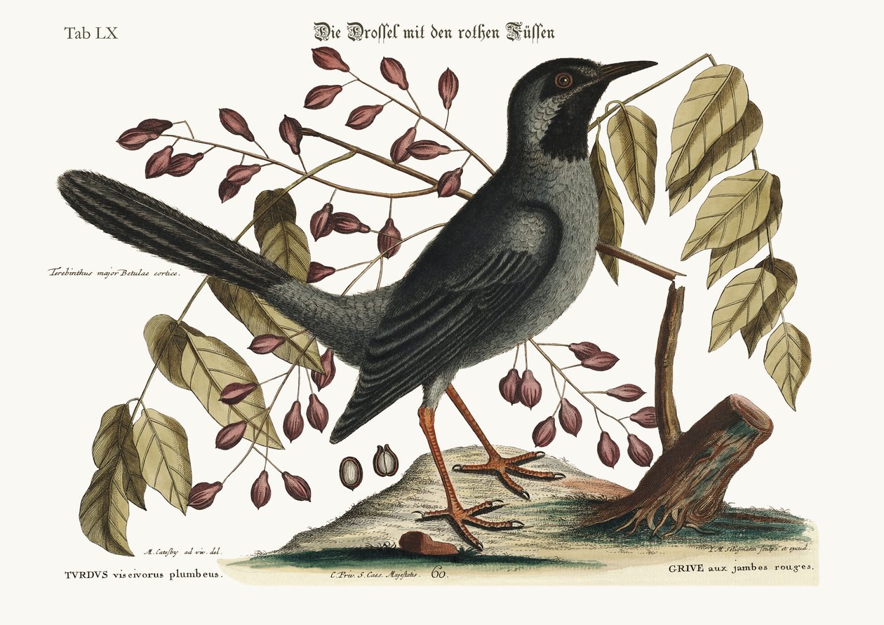 Drozd rudonohý, 1749-73 od Mark Catesby