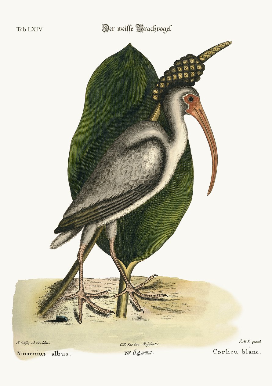 Bílý Curlew, 1749-73 od Mark Catesby
