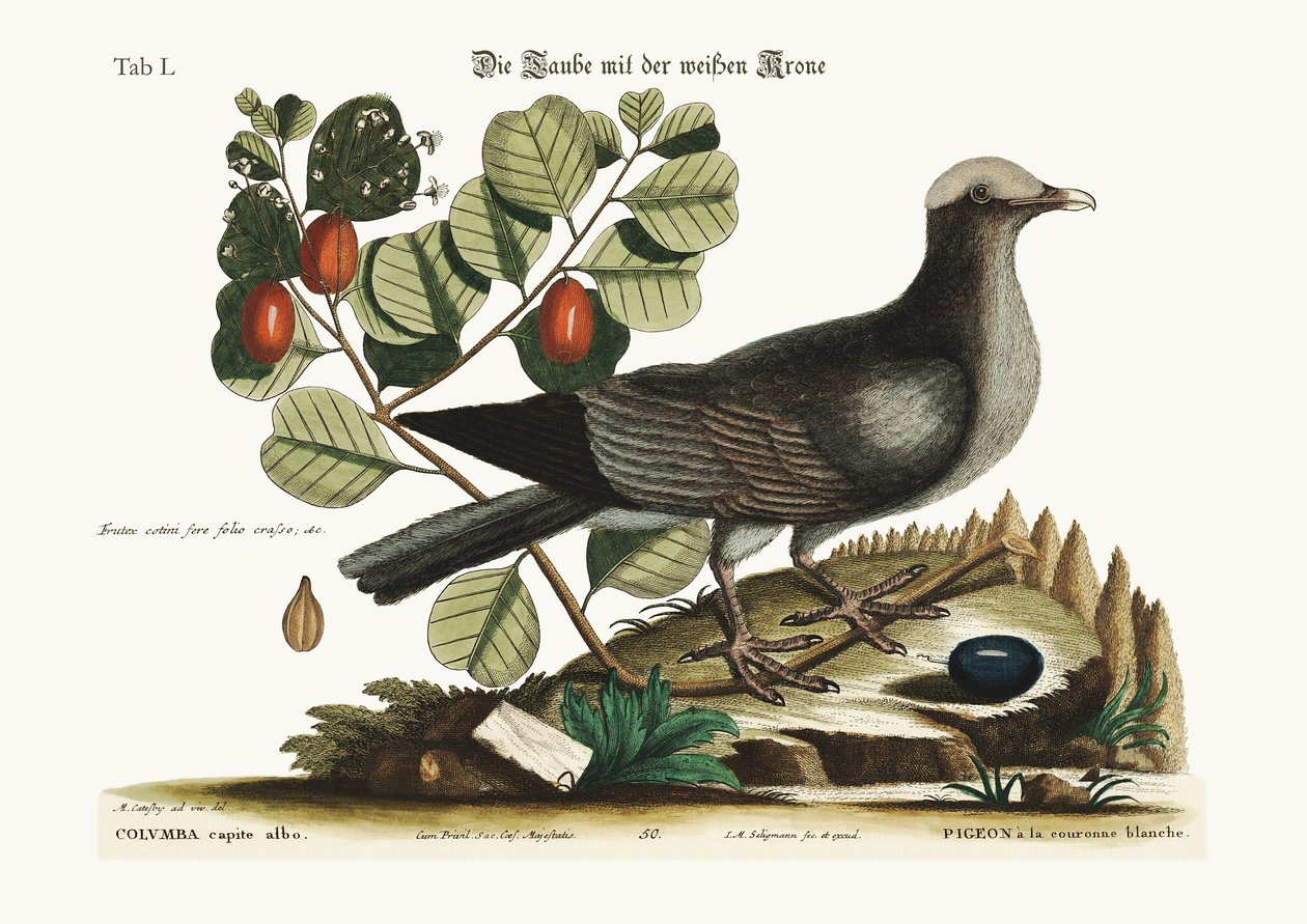 Holub bělohlavý, 1749-73 od Mark Catesby
