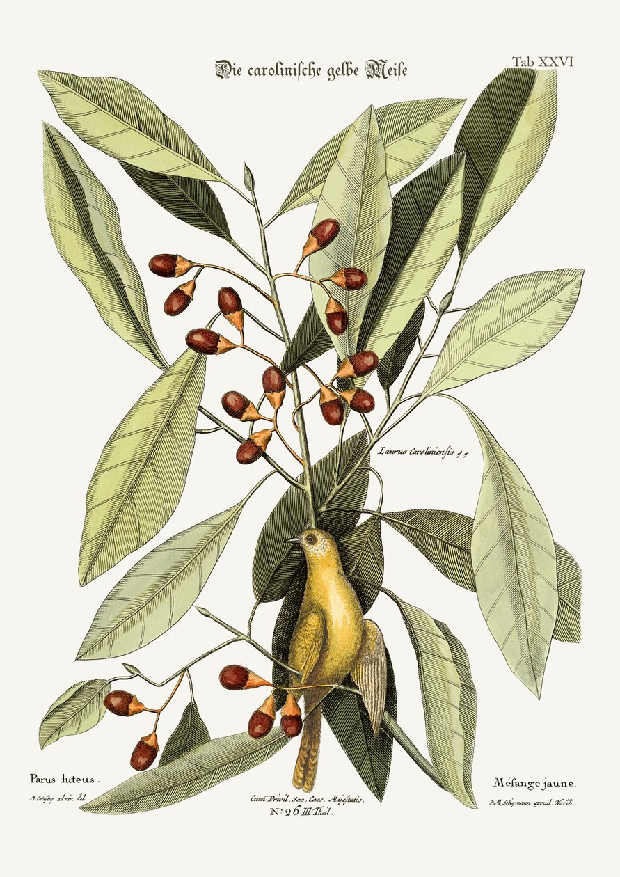 Žlutá sýkorka, 1749-73 od Mark Catesby