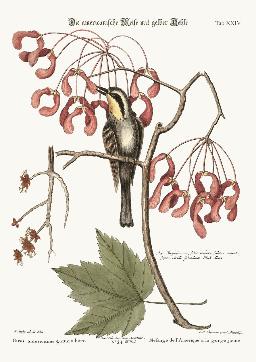 Plíživec žlutohrdlý, 1749-73 od Mark Catesby