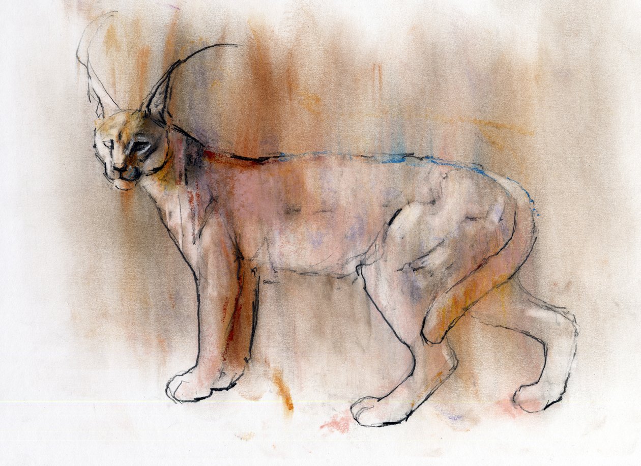 Arabian Caracal, 2009 (conte und charcoal na papíře) od Mark Adlington