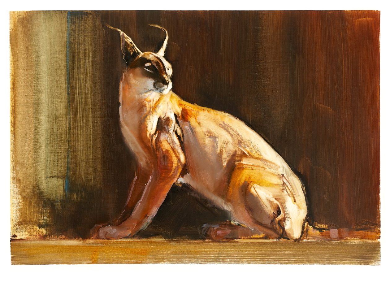 Arabian Caracal, 2010 (olej na papíře) od Mark Adlington