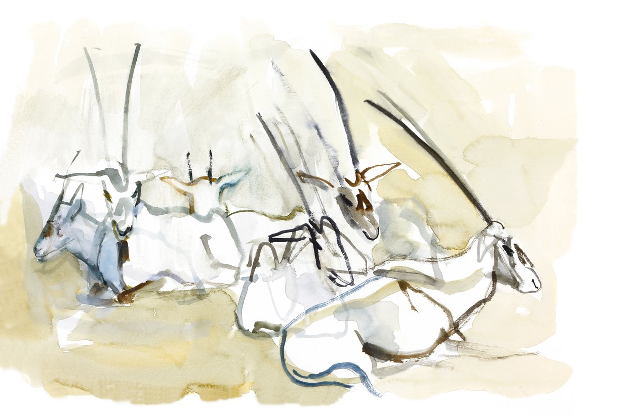 Oryx arabský, 2010 (olej na papíře) od Mark Adlington