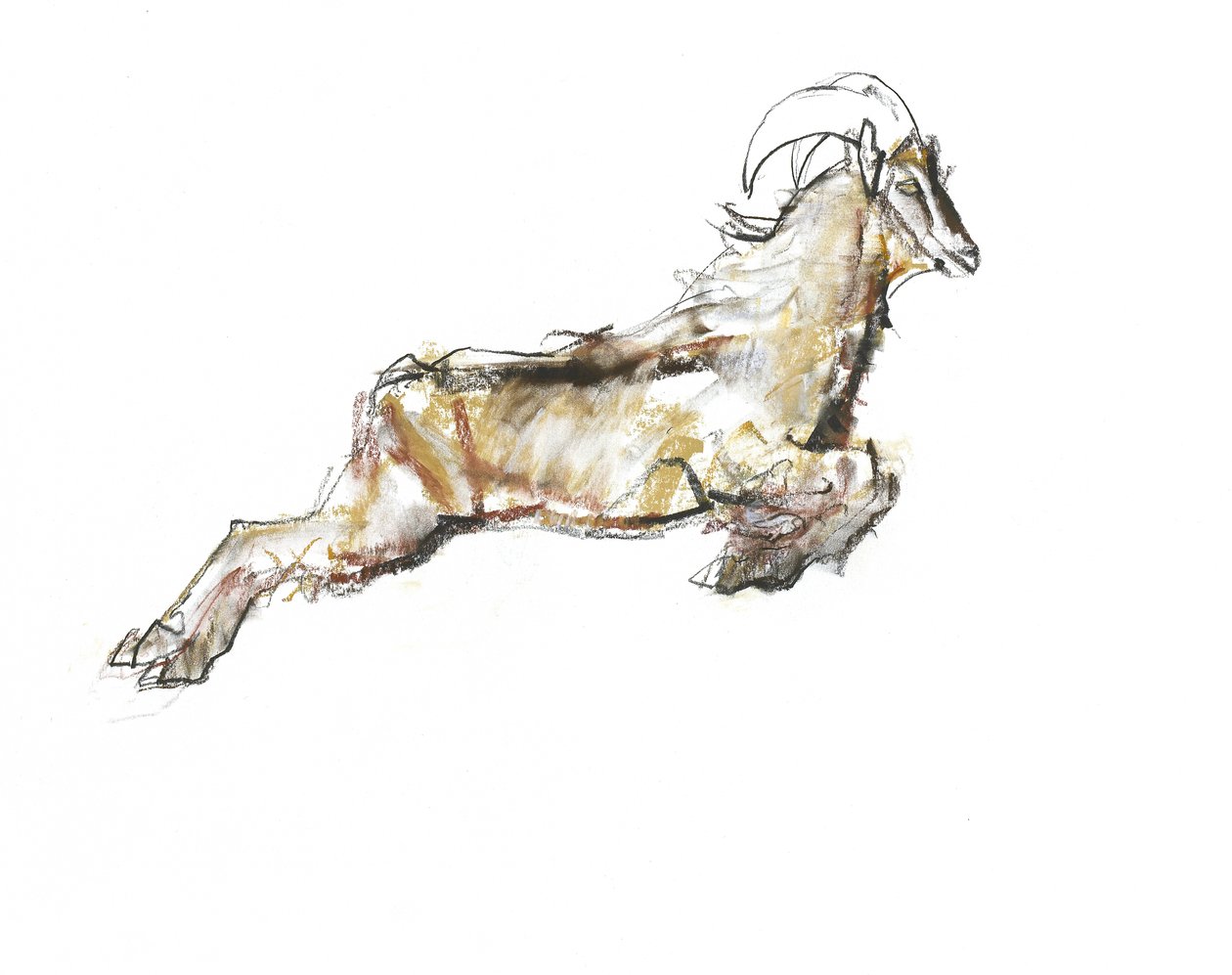 Arabian Tahr, 2009 (conte a dřevěné uhlí na papíře) od Mark Adlington